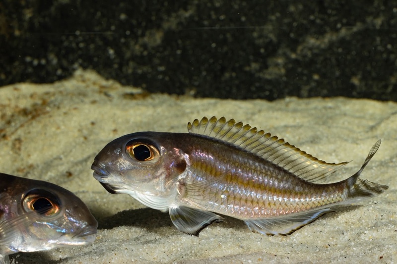 Xenotilapia caudafasciata